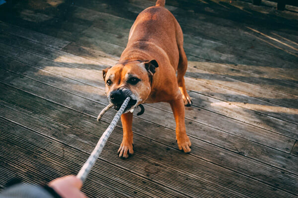 Dog pulling hard on a leash